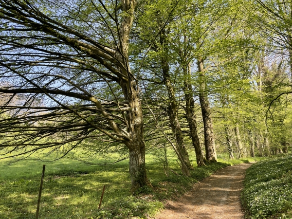 Nous sommes à St-Nicolas-de-la-Haie sur, à nouveau, un délicieux chemin entre bois et prairie. Les arbres qui bordent ce chemin ont développé leurs branches du côté de la prairie, en défiant les lois de l'équilibre.