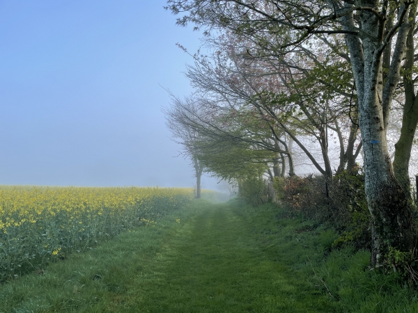 Contrairement à notre habitude, nous ne passons pas par le Bosc Lambert et la route de la Savallerie. En effet, le chemin de la Cavée Ferrand est désormais entretenu par la commune, et permet de relier directement la forêt domaniale.