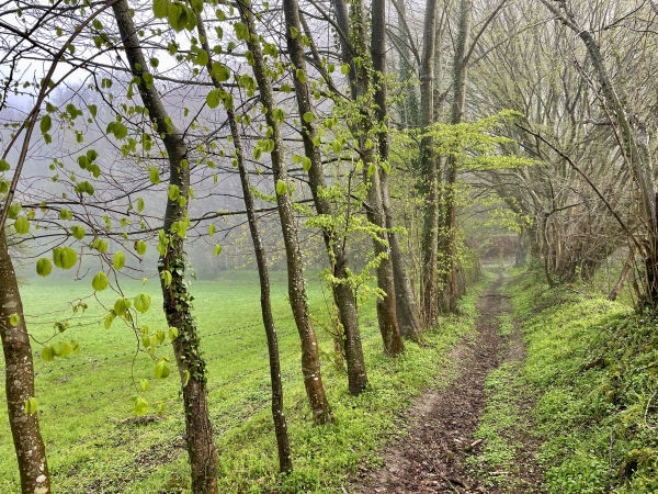 Cette partie du chemin de la Cavée Ferrand n'est pas encore sur les cartes, mais il est bien là. On devine l'entrée en forêt en face.