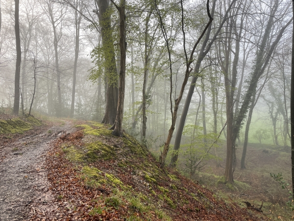 Dès notre entrée en forêt domaniale de Bretonne, nous arrivons sur le GR23 que nous suivons sur le massif du Landin.