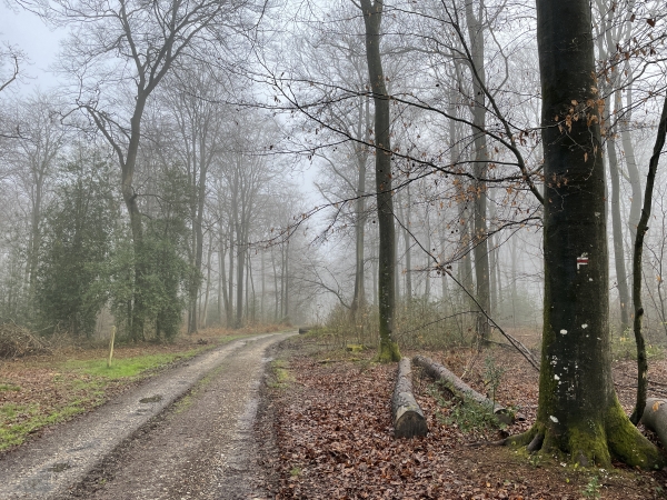 Nous allons bientôt quitter cette route forestière de la Mare aux Boeufs, et tourner à droite, comme l'indique la balise du GR23.