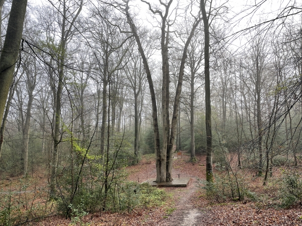 Nous quittons momentanément le GR23 pour passer au pied du Chêne Cuve. Ce sont 5 chênes, soudés ensemble et formant une cuvette étanche en leur milieu. L'un des chênes a été coupé en 1830.