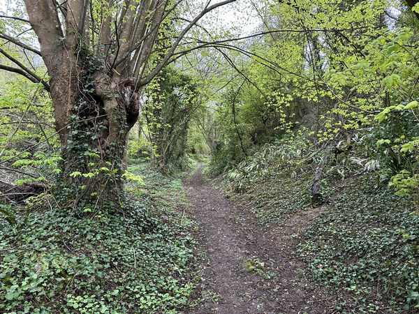 Le chemin monte le coteau boisé.&nbsp;