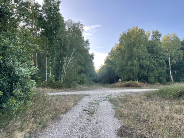 Sommes arrivés en forêt domaniale de Brotonne. Nous allons traverser le chemin du Sourd et continuer en face.