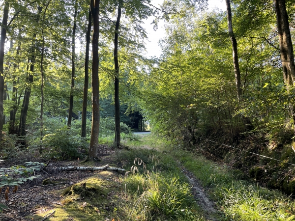 Nous allons traverser la route de la Mailleraye, et continuer en face.