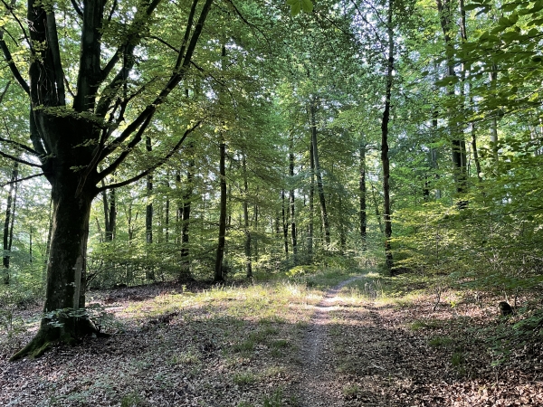 Le GR23 suit maintenant un chemin qui ondule à flanc de coteau pour rejoindre le chemin du Val.