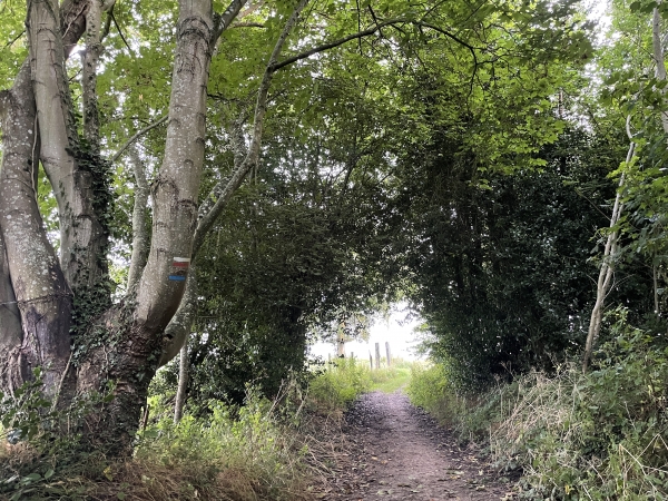 Nous avons rejoint le GR224, peu avant de sortir du bois du Plessis.