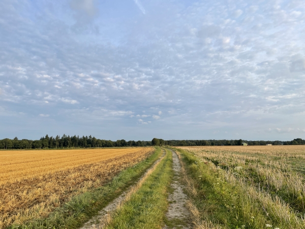 Nous suivons le GR224 et traversons la Plaine en direction des bois en face.