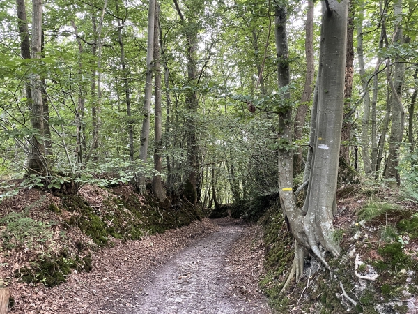 Après avoir traversé la D90, nous descendons vers le Marais Vernier.
