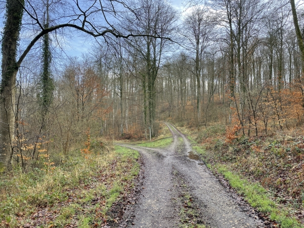 A la fourche, nous prenons à droite, sur la route forestière de la Loge.