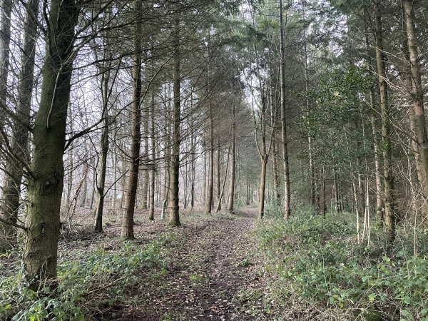 Nous sommes en forêt domaniale d'Eawy, nous marchons en direction du Rond-Point St-Christophe.