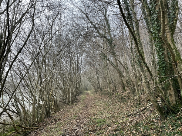 Forêt domaniale d'Eawy, chemin du Verdier.