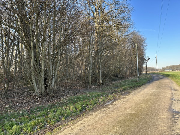 Arrivés route de Berville, nous la quittons rapidement, ici à gauche, pour entrer dans le bois des Chesnots. La carte IGN indique un calvaire appelé la Croix aux Chiens, mais pas de calvaire en vue.
