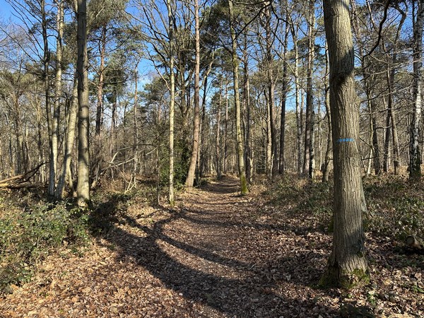 Nous traversons le bois de la Grande Bruyère.