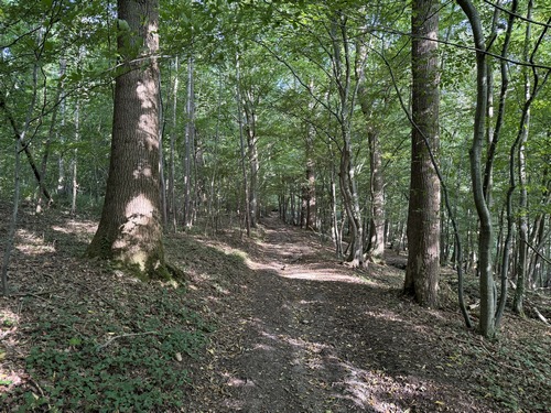 Nous montons dans le bois des Chatenières vers le hameau du Plix.
