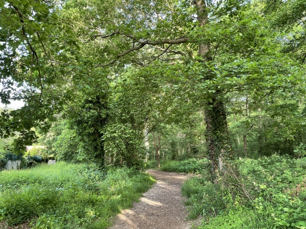 Dès l'entrée dans le bois de Saint-Michel, nous quittons le chemin du Neubourg pour suivre le sentier qui descend vers le GR26.