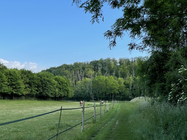 Nous marchons à proximité de la rue du Valème entre près et bois.