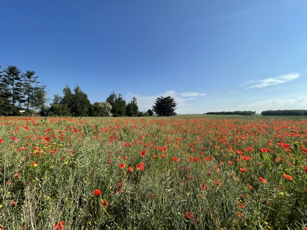 Cadeau de fin de printemps à la sortie de Gauville-la-Campagne.