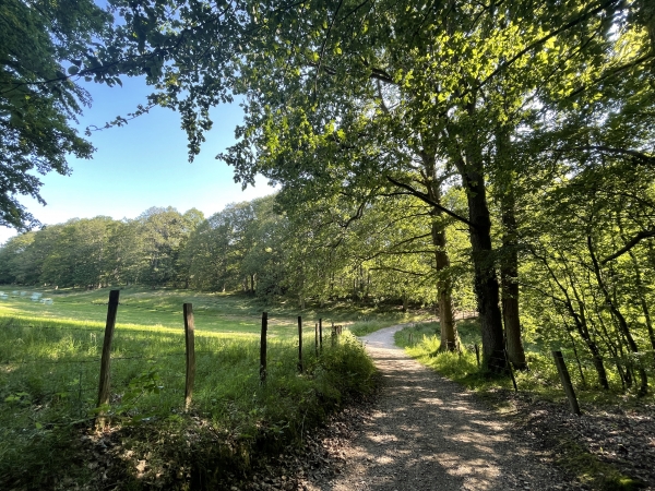Bois de la Garenne entre Gauville-la-Campagne et Aviron.