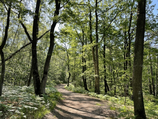 Dans le bois de Saint-Michel, nous quittons la voie romaine pour suivre des chemins plus sinueux.