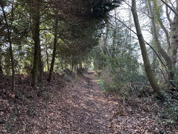 Partie boisée du chemin de la Bonne Mare.