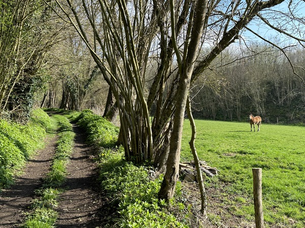 Nous continuons sur le chemin de Saint Martin.