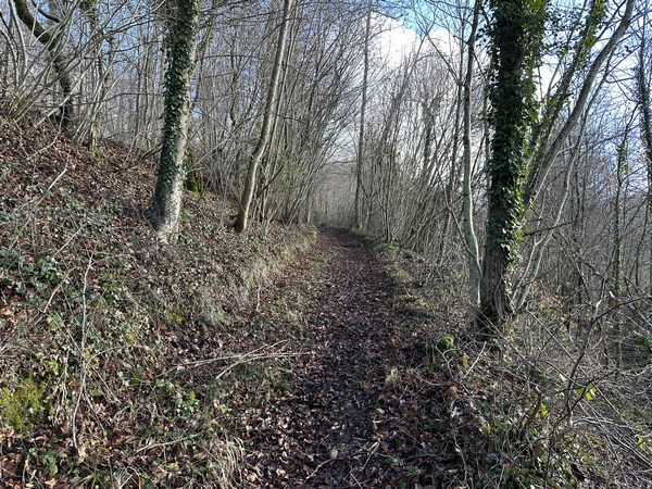 Nous montons en forêt domaniale d'Eawy par le chemin du Goulet.
