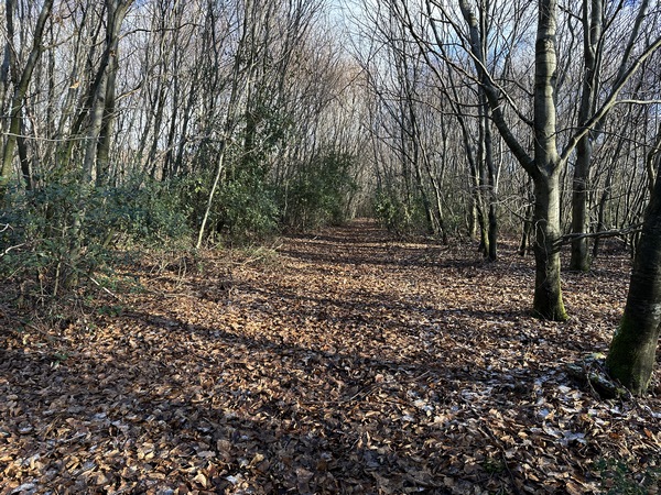 Au sommet, le chemin se différencie peu du sous bois clairsemé. Nous nous guidons à l'aide de la coulée tracée par un cheval dans les feuilles, et des balises qu'il a déposé assez régulièrement. Désormais, il suffira de suivre notre trace gps.