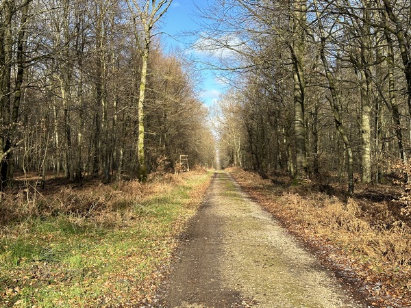 Nous rejoignons la voie forestière d'Haussez, et allons prendre le prochain chemin à gauche : la voie forestière de la Fonte.