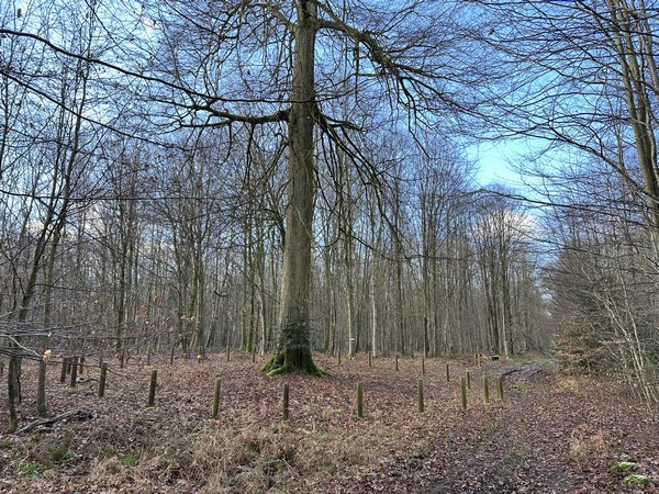 Nous passons respectueusement au pied du Hêtre Rudi, 241 ans en 2024, (photo verticale dans l'album de la rando).