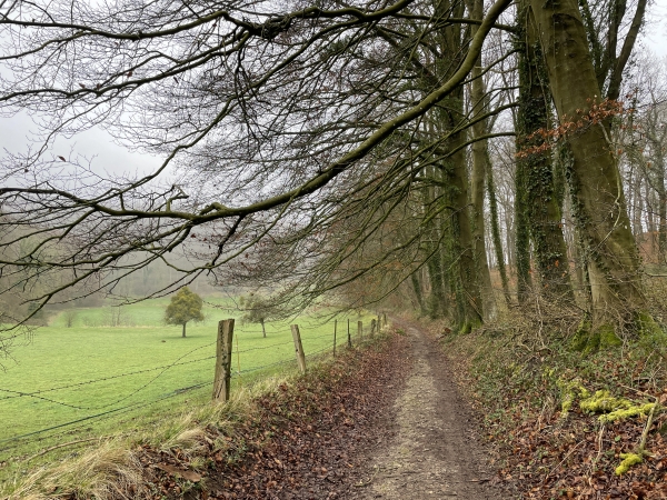 Nous marchons maintenant sur le charmant chemin du Malassis, entre herbages et bois.