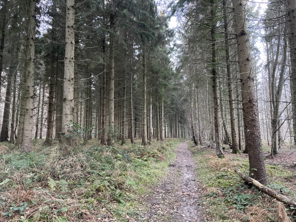 Nous sommes au sommet du massif de Pimont, dans une pinède. Nous allons rester sur la crête, et profiter du bois.