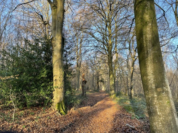 Même en hiver, cette balade sur le massif boisé de Pimont est vraiment agréable.