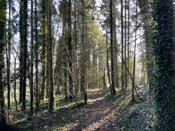 Le Chemin de l'Orée du Bois descend du massif en direction du lieu-dit Barentin.