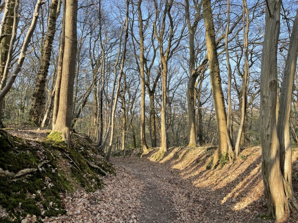 Nous descendons vers la vallée de la Durdent par le bois qui couvre son coteau.
