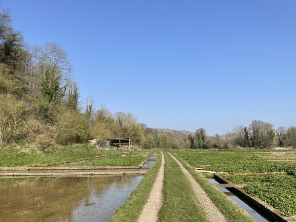 Nous suivons maintenant le GR211, qui relie Veulettes-sur-Mer à Caudebec-en-Caux. Le GR traverse cette cressonnière.