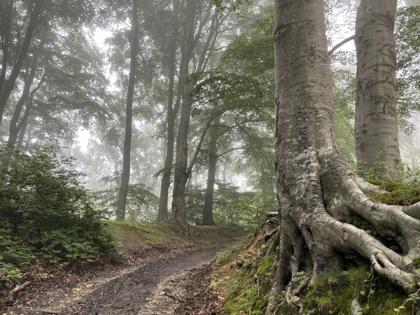 Bois de la Roquette, dans une ambiance de conte de fée... ou de film d'horreur...