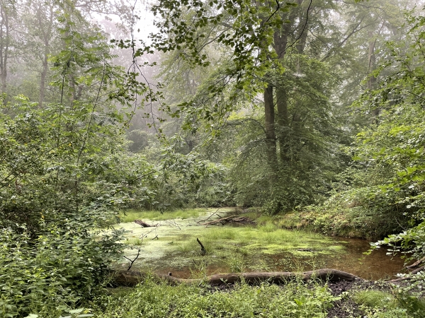 Mare de la Roquette, sur le chemin du même nom, dans le bois du même nom...