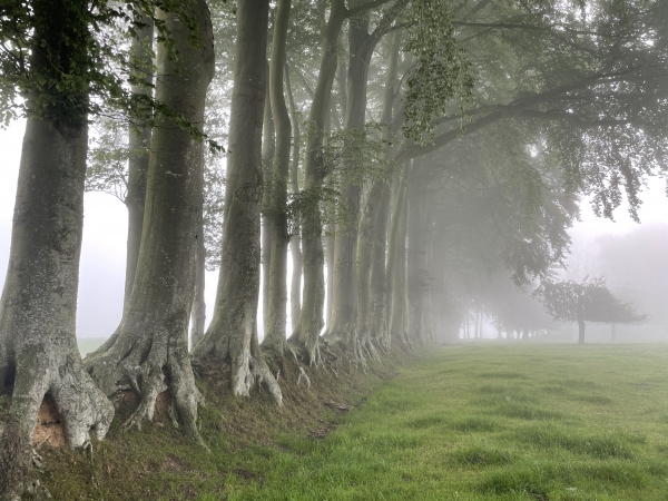 Nous sommes arrivés au sommet, au niveau de la ferme... devinez quoi ? de la Roquette bien sûr ! Photo du superbe clos-masure planté d'une double rangée de hêtres.