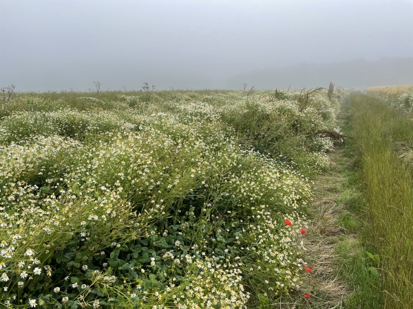 Après le Haut de Barville, nous tournons en direction de la Côte de Calvaille. Notre chemin est bordé de marguerites communes.