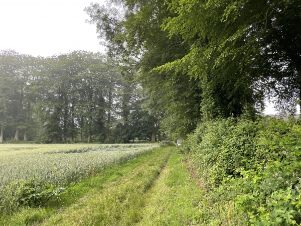 Chemin de la Gavelle dans la plaine de Bosville.