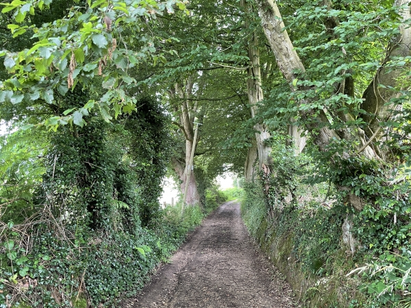 A la sortie de Bosville, nous retrouvons les chemins, ici le chemin des Puits.