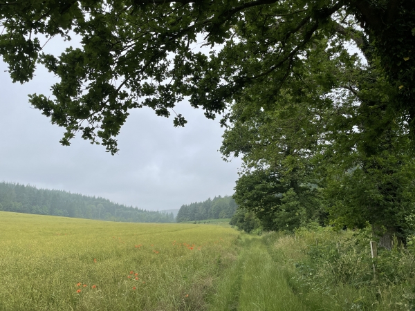 Les Fonds de Bosville. Notre chemin va bientôt rejoindre la D75.