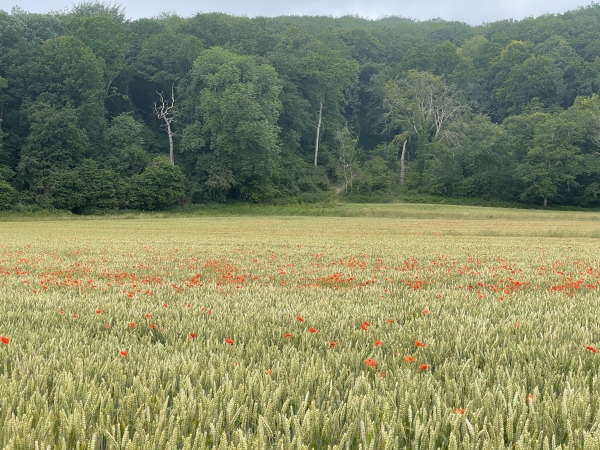 Les Fonds de Bosville et le bois de la Roquette.