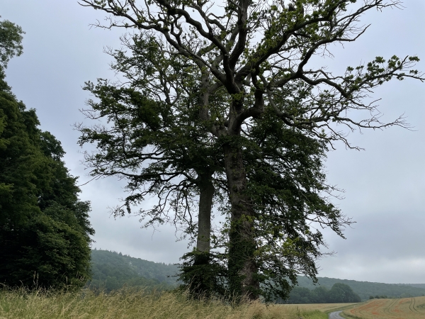 Les Chênes de Saint-Hubert. Il ne reste que deux arbres désormais, et ils ne sont pas en grande forme. C'était un lieu de culte gaulois christianisé. Saint Hubert est le patron des chasseurs.