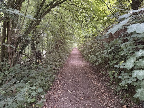 Passage boisé. Ce chemin est très agréable mais, à mi-chemin, quelques ronces ont pris leurs aises. Rien de méchant.
