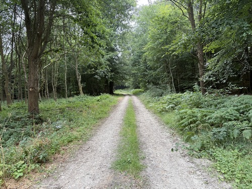 En forêt domaniale d'Eawy, il suffit de suivre la grande allée forestière des Deux Cantons.
