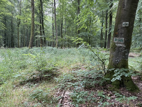 Nous avons tourné à gauche sur la voie forestière du Cheval Rouge, et au niveau de la parcelle 466 nous devrions suivre l'ancien GRP. Le balisage rouge et jaune est toujours là, mais le chemin n'est plus visible. Heureusement, on le retrouve un peu plus loin.