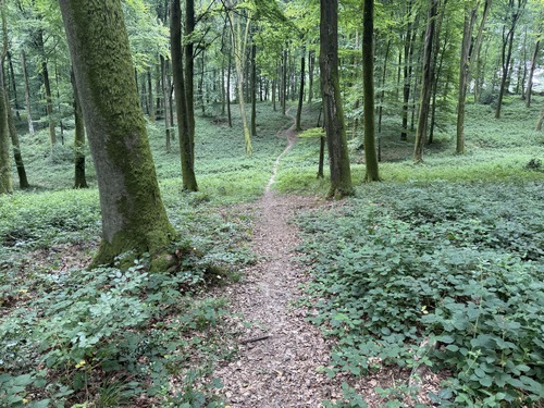 Le sentier de l'ancien GRP nous dirige vers la sortie du bois.