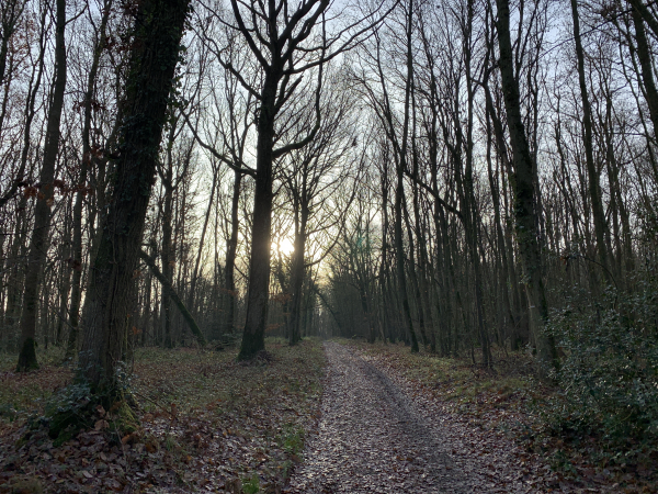 Nous traversons le bois de la Longue Haie.